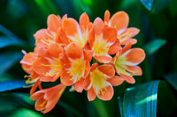 Orange Fire Liliies